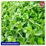 سبزی کوتکوتو تازه گیلان (خالواش)