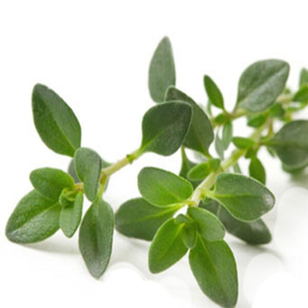 سبزی تازه کوتکوتو (خالواش) گیلانی